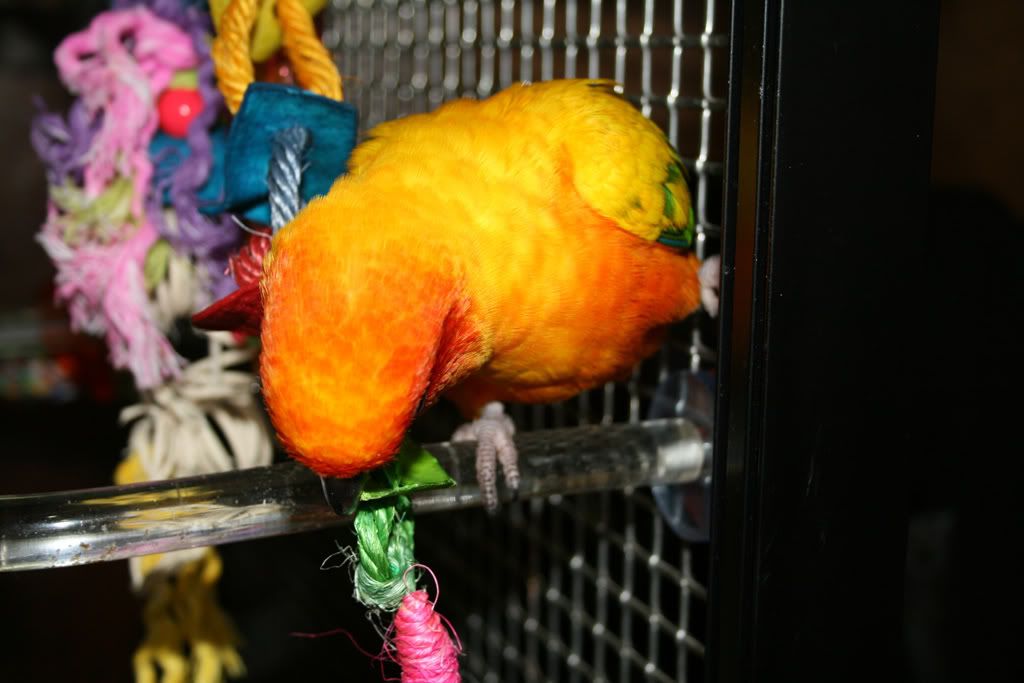 sun conure plush toy